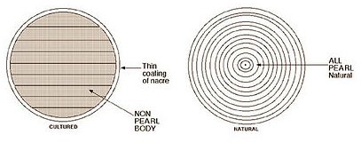 Cross-section of natural and cultured pearls